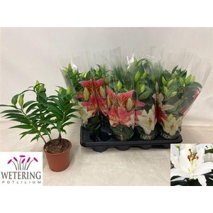 arr8 Lil Or Sun Bahamas