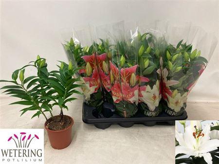 <h4>arr8 Lil Or Sun Bahamas</h4>