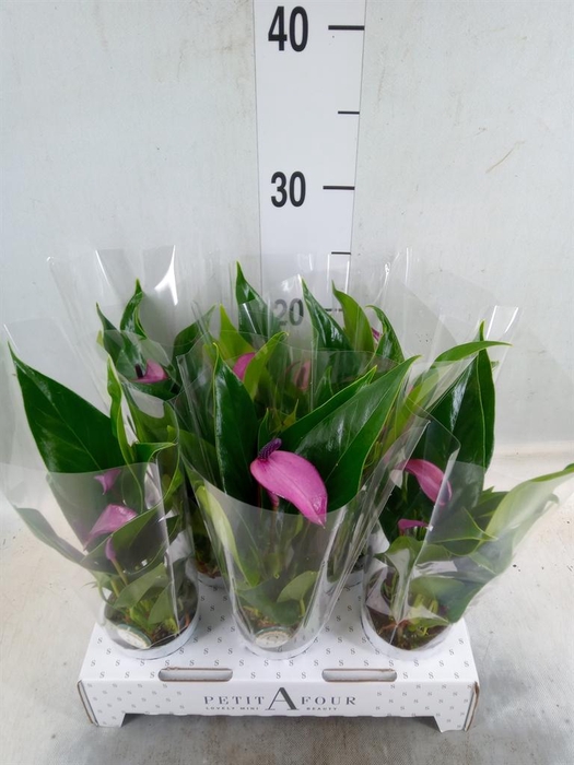 <h4>Anthurium  'Zizou'</h4>