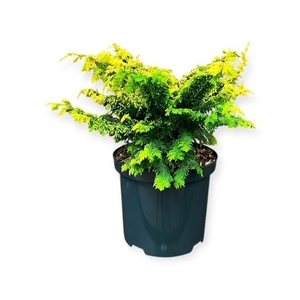 Chamaecyparis o. 'Fernspray Gold'
