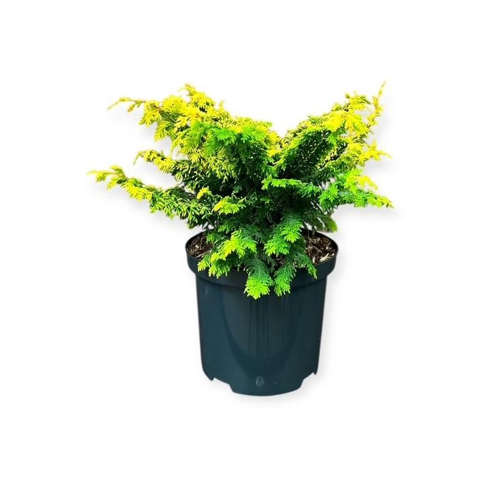 <h4>Chamaecyparis o. 'Fernspray Gold'</h4>