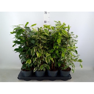 Ficus benja.   ...mix