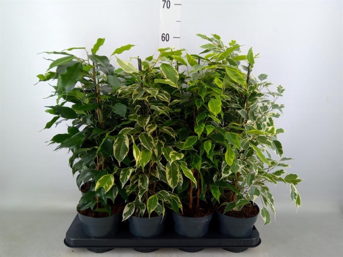 <h4>Ficus benja.   ...mix</h4>