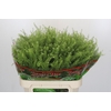 Lepidium Green Dragon
