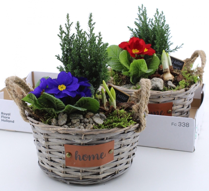 <h4>ARR PL IN SCHAAL</h4>