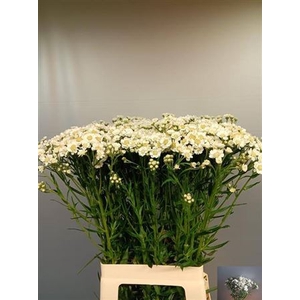 Achillea P Dutch Delight