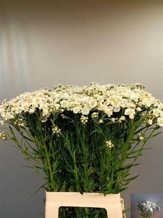 <h4>Achillea P Dutch Delight</h4>