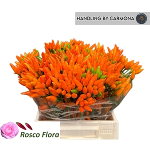 Cap Orange Fire