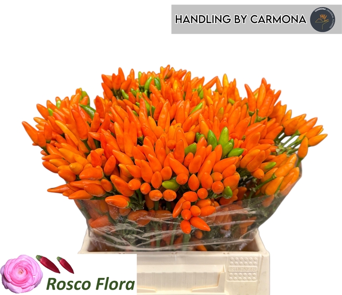<h4>Cap Orange Fire</h4>