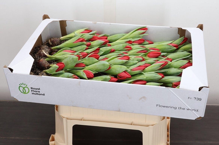 <h4>Tu Brilliant Star</h4>