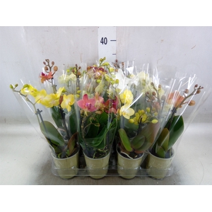 Phalaenopsis   ...mix