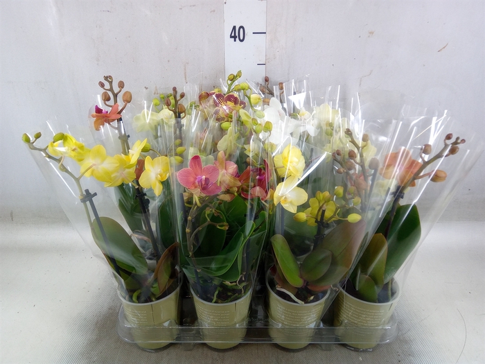 <h4>Phalaenopsis   ...mix</h4>
