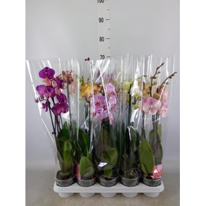 Phalaenopsis   ...mix