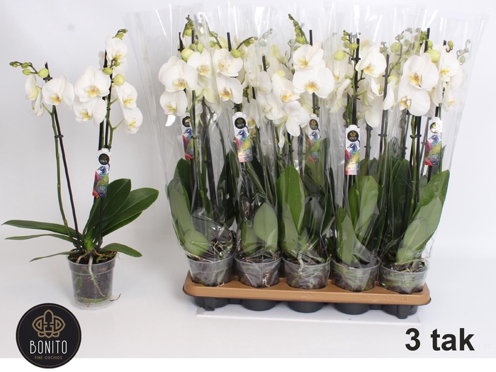 <h4>PHAL AN NOTTINGHAM</h4>