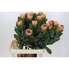 Protea Grandicolor