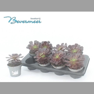 AEONIUM AB VELOURS