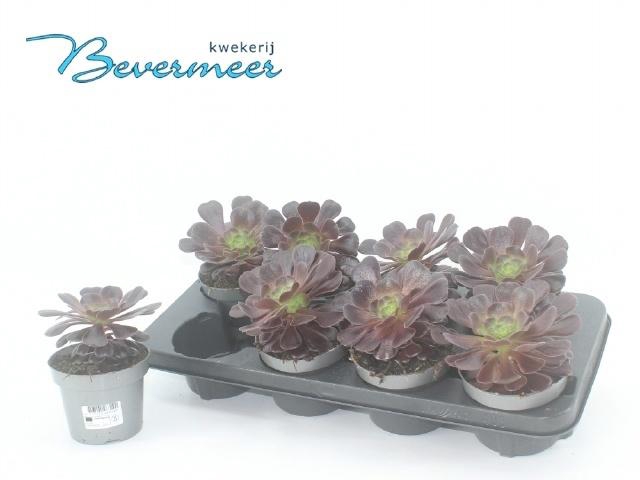 <h4>AEONIUM AB VELOURS</h4>