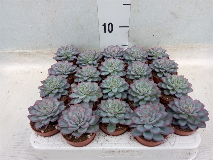 <h4>Echeveria   ...not flowering</h4>