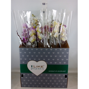 Phalaenopsis   ...mix