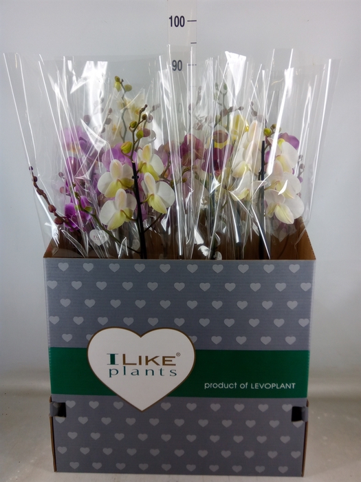 <h4>Phalaenopsis   ...mix</h4>