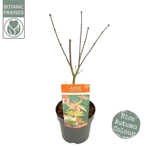 Acer palm. 'Osakazuki' PREMIUM