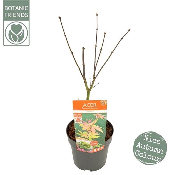 <h4>Acer palm. 'Osakazuki' PREMIUM</h4>