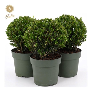 Ilex crenata 'Jenny'® Ball Ø20cm P17