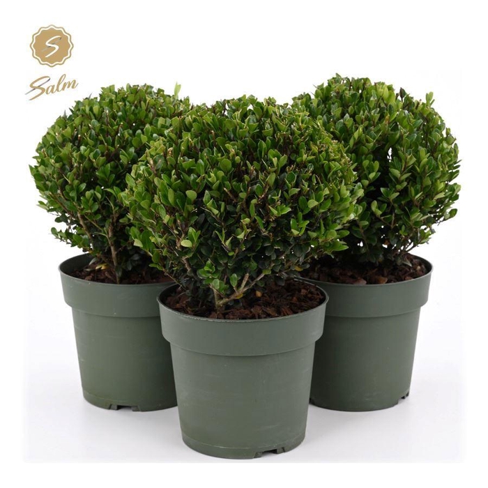 <h4>Ilex crenata 'Jenny'® Ball Ø20cm P17</h4>