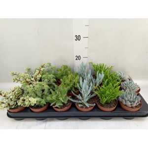 Succulents   ...mix 6