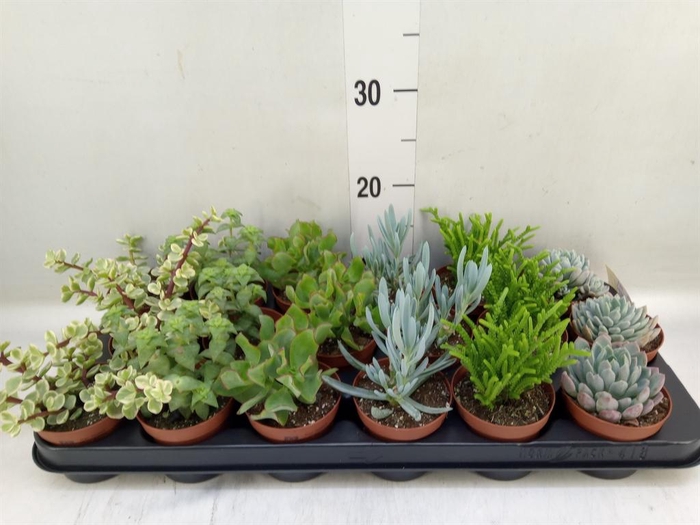<h4>Succulents   ...mix 6</h4>