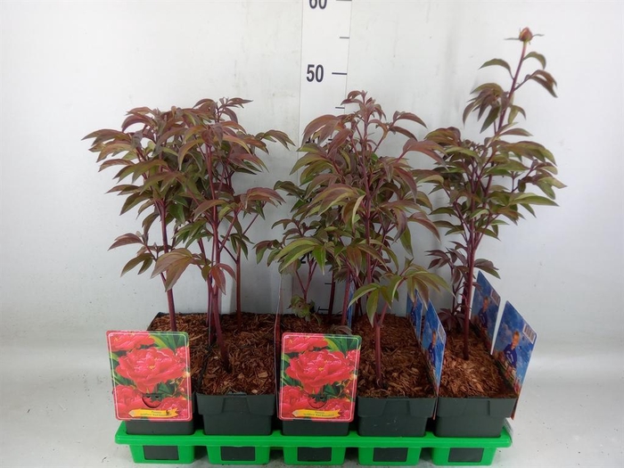 <h4>Paeonia lact. 'Karl Rosenf'</h4>