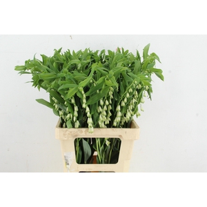 POLYGONATUM MULTIFLO