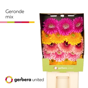Gerbera diamond gerponi big mix