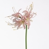 AF Nerine L64cm L.Pink