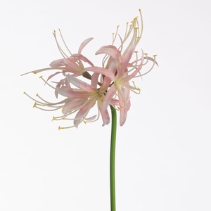 Af Nerine L64cm L.pink