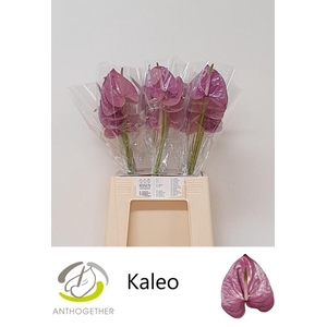 ANTH A KALEO