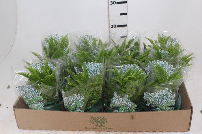 <h4>SAMAMBAIA HAVAIANA MINI C13</h4>