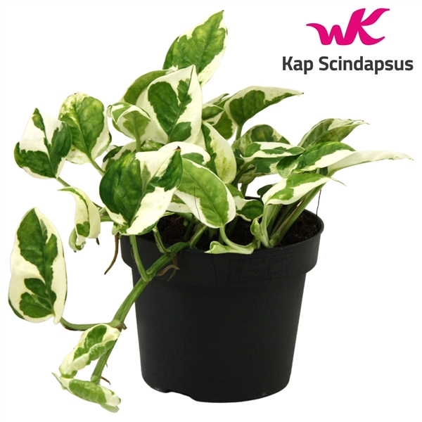 <h4>Scindapsus (Epipremnum) N'joy</h4>