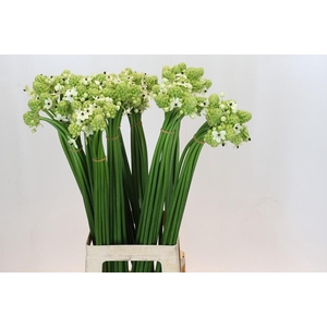 Ornithogalum Saundersiae