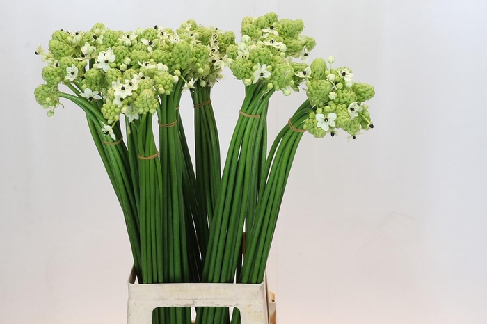 Ornithogalum Saundersiae