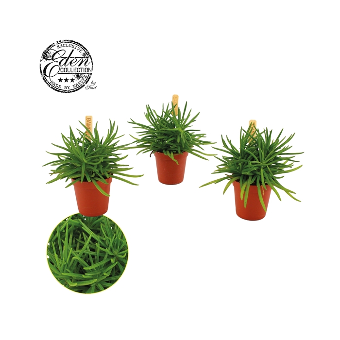 <h4>Senecio Himalaya, 5,5cm</h4>