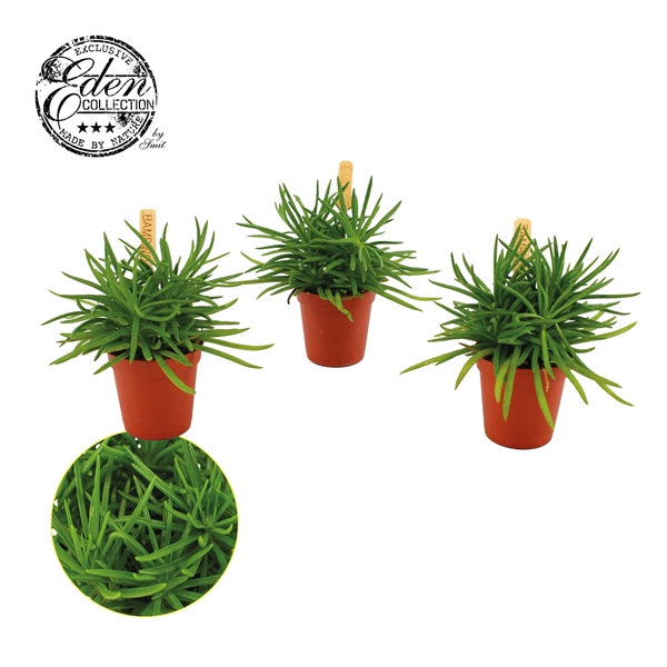 <h4>Senecio archeri 'Himalaya' Bambino</h4>