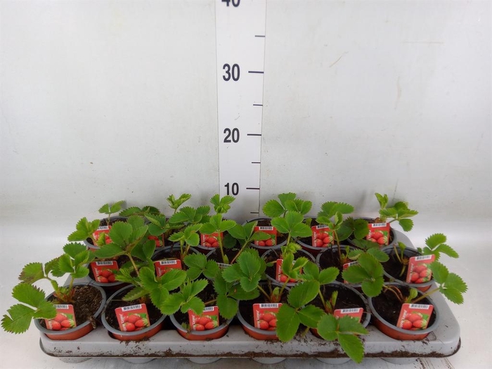 <h4>Fragaria ...</h4>