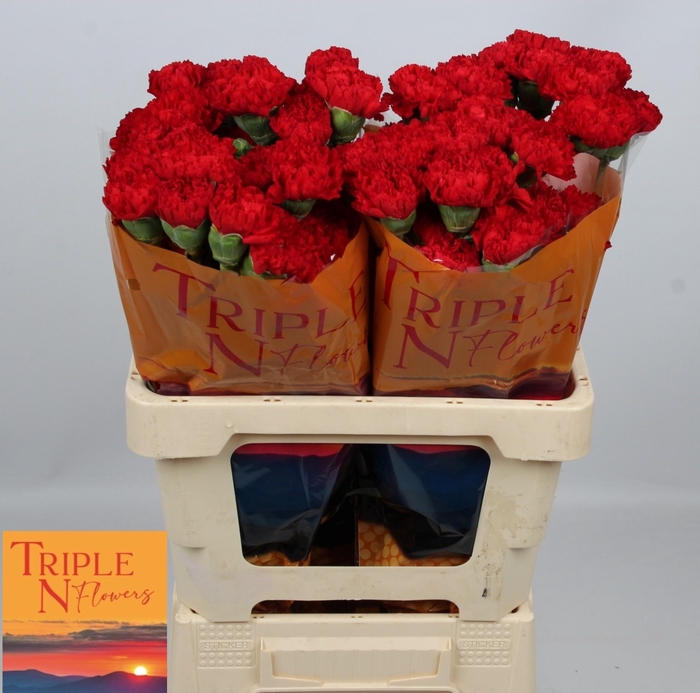 <h4>DI ST SPARTA+</h4>