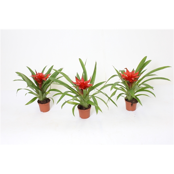 <h4>Guzmania 'Blitz'</h4>