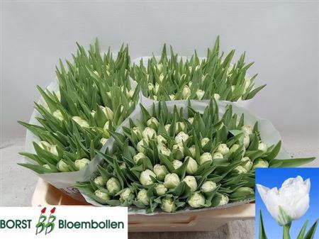 <h4>Tu Du Northcap</h4>