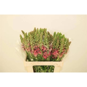 ANTIR AVIGNON C ROSE