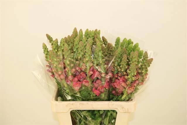 <h4>ANTIR AVIGNON C ROSE</h4>