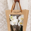 Kolibri Orchids Phalaenopsis mix 2 spike in Bowl pot white with giftbag