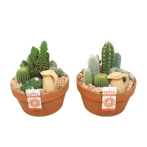 Cactus Gemengd Keramiek Terracotta  + Kruik